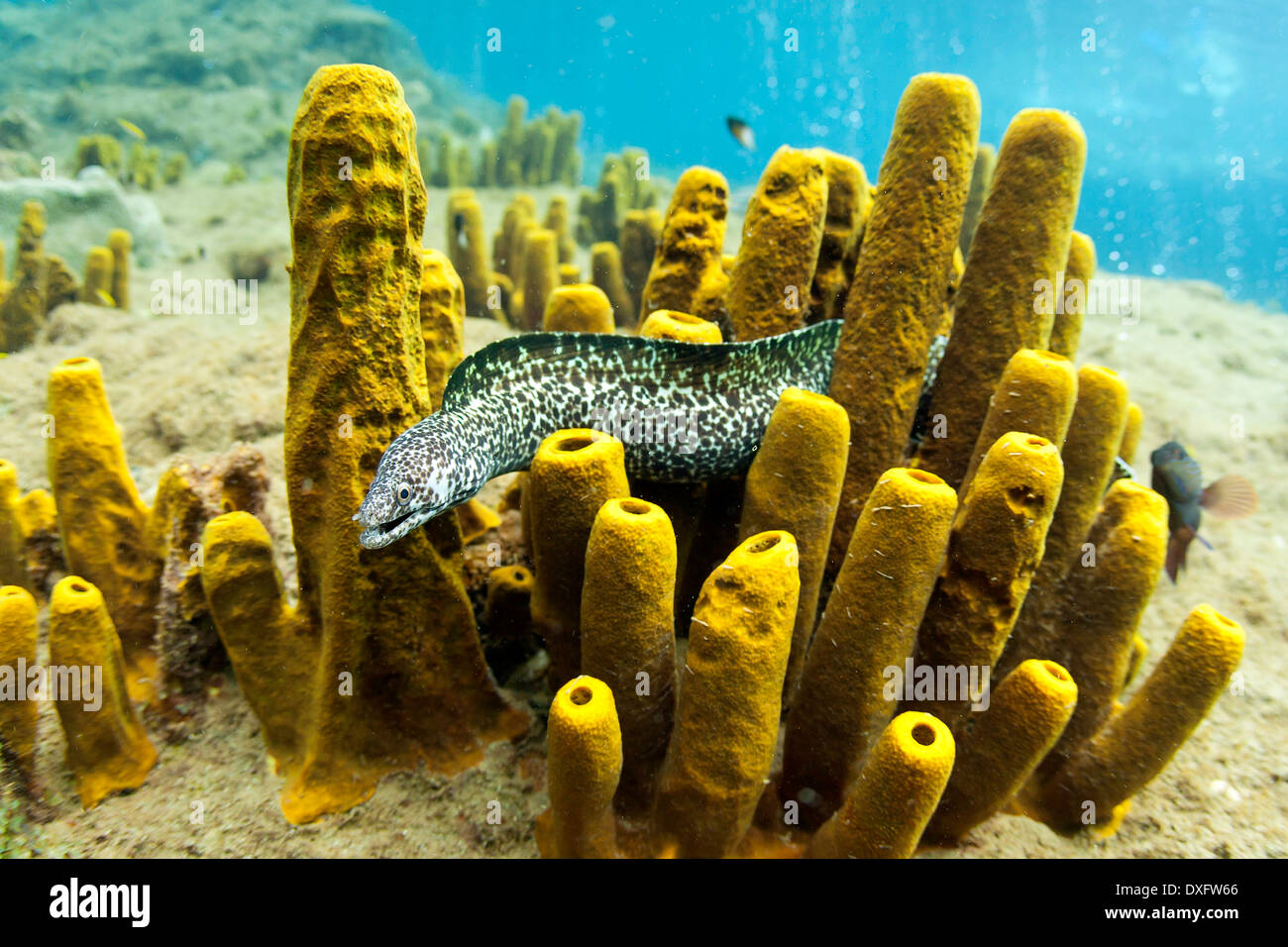Spotted moray eel, Gymnothorax moringa, Mar dei Caraibi, Dominica Foto Stock