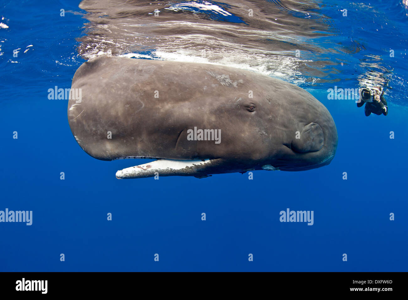 Sperma balena e pelle subacqueo, Physeter macrocephalus Mar dei Caraibi, Dominica Foto Stock