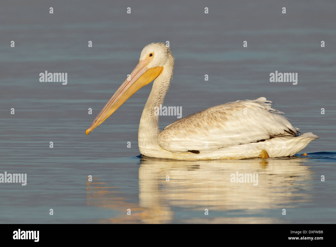 Americano bianco Pelican - Pelecanus erythrorhynchos - immaturo Foto Stock
