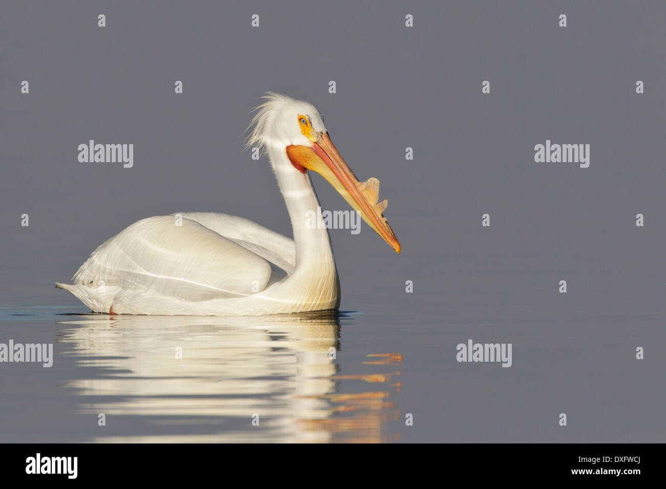 Americano bianco Pelican - Pelecanus erythrorhynchos - adulti da riproduzione Foto Stock