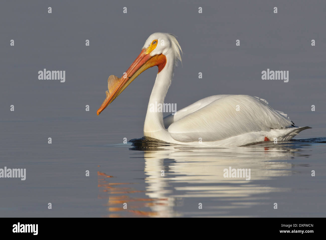 Americano bianco Pelican - Pelecanus erythrorhynchos - adulti da riproduzione Foto Stock