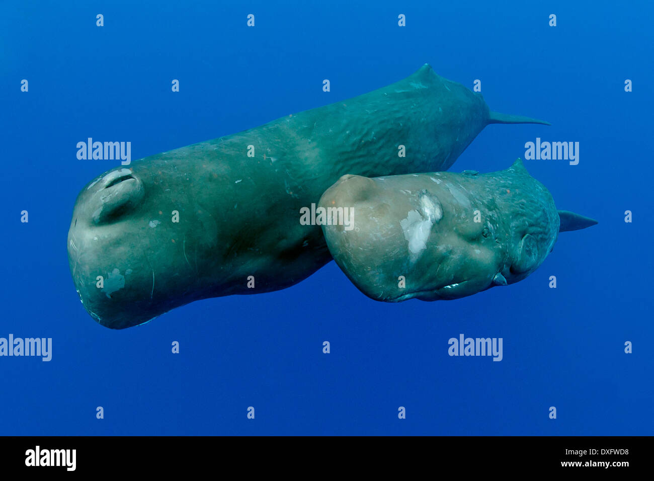 Sperma balena madre e di vitello, Physeter macrocephalus Mar dei Caraibi, Dominica Foto Stock
