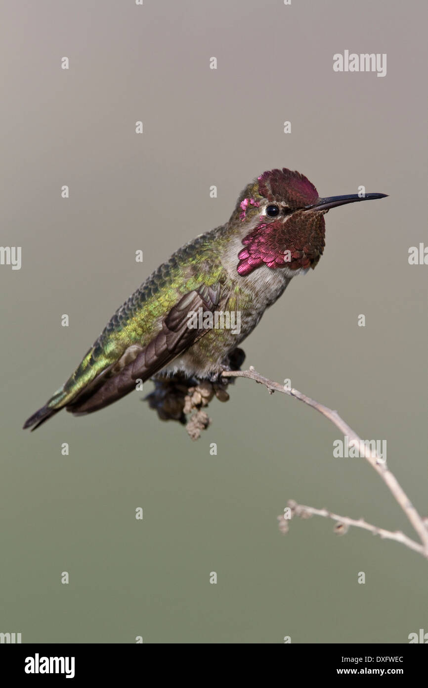 Anna's Hummingbird - Calypte anna - maschio adulto Foto Stock