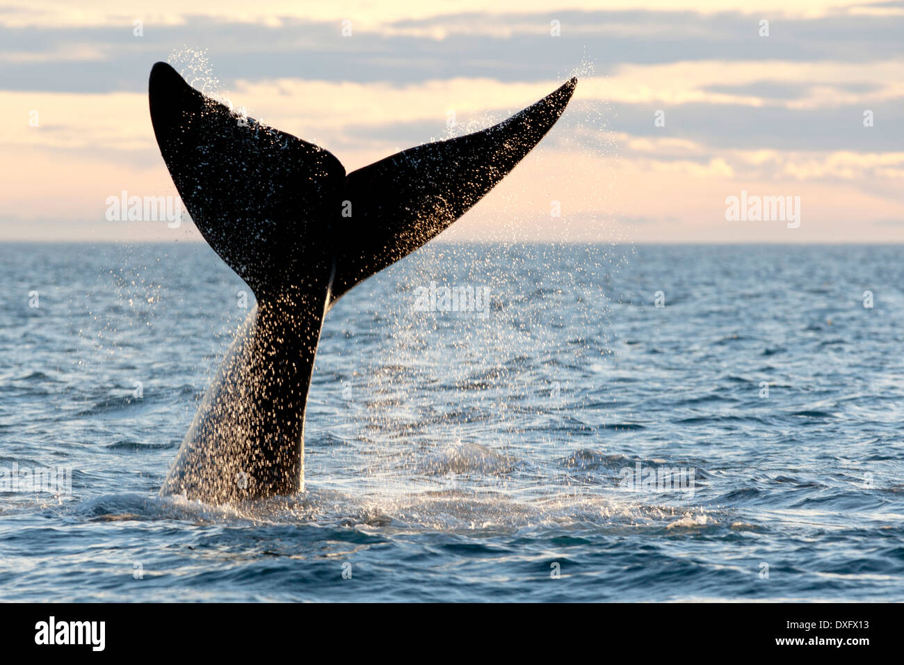 Coda di balena franca australe, Eubalaena australis, Penisola di Valdes, Patagonia, Argentina Foto Stock