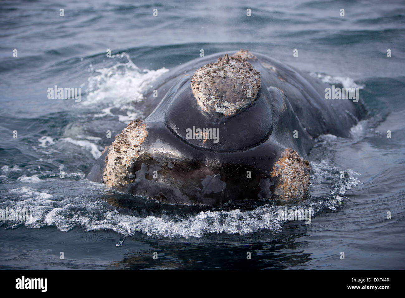 Southern Right Whale, Eubalaena australis, Penisola di Valdes, Patagonia, Argentina Foto Stock