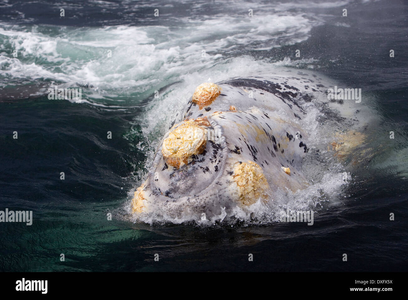 Albino Southern Right Whale, Eubalaena australis, Penisola di Valdes, Patagonia, Argentina Foto Stock