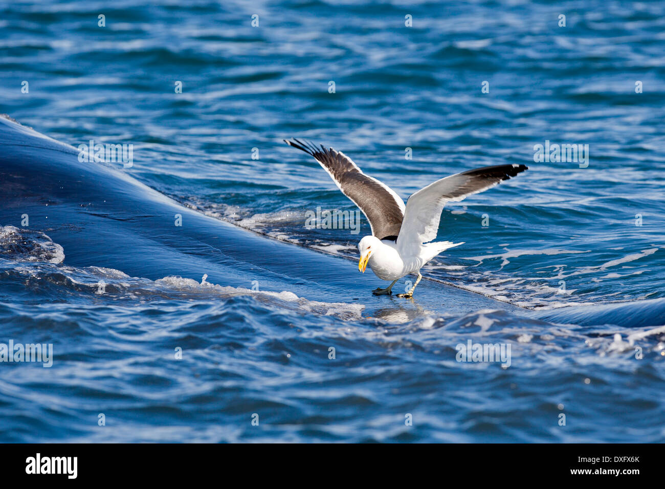 Seagull atterraggio su Southern Right Whale, Eubalaena australis, Penisola di Valdes, Patagonia, Argentina Foto Stock