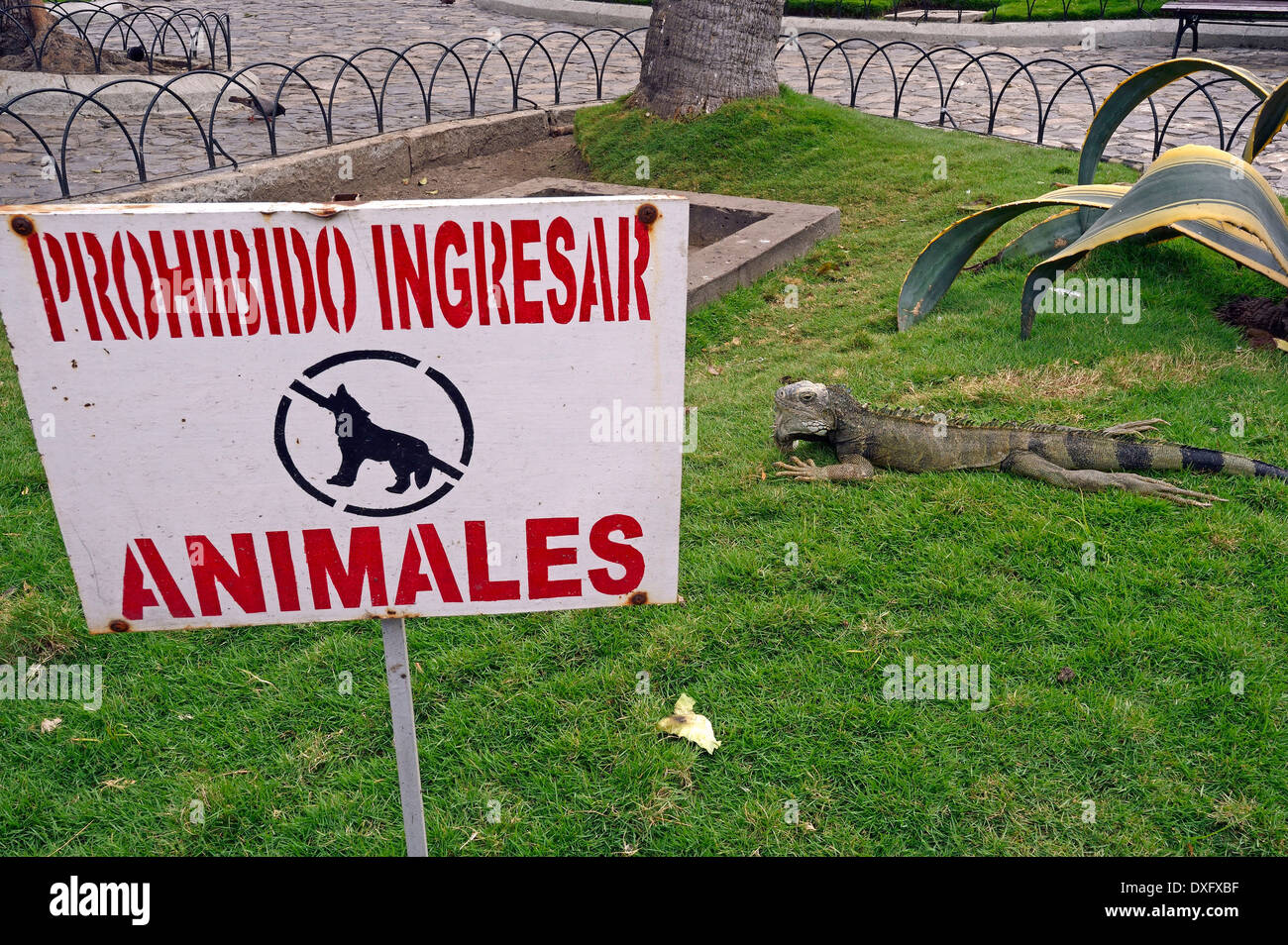 Iguana verde Parque Seminario Iguana Park Guayaquil Ecuador / (Iguana iguana terrestres) / Parque Bolivar Parque de las Iguana Foto Stock