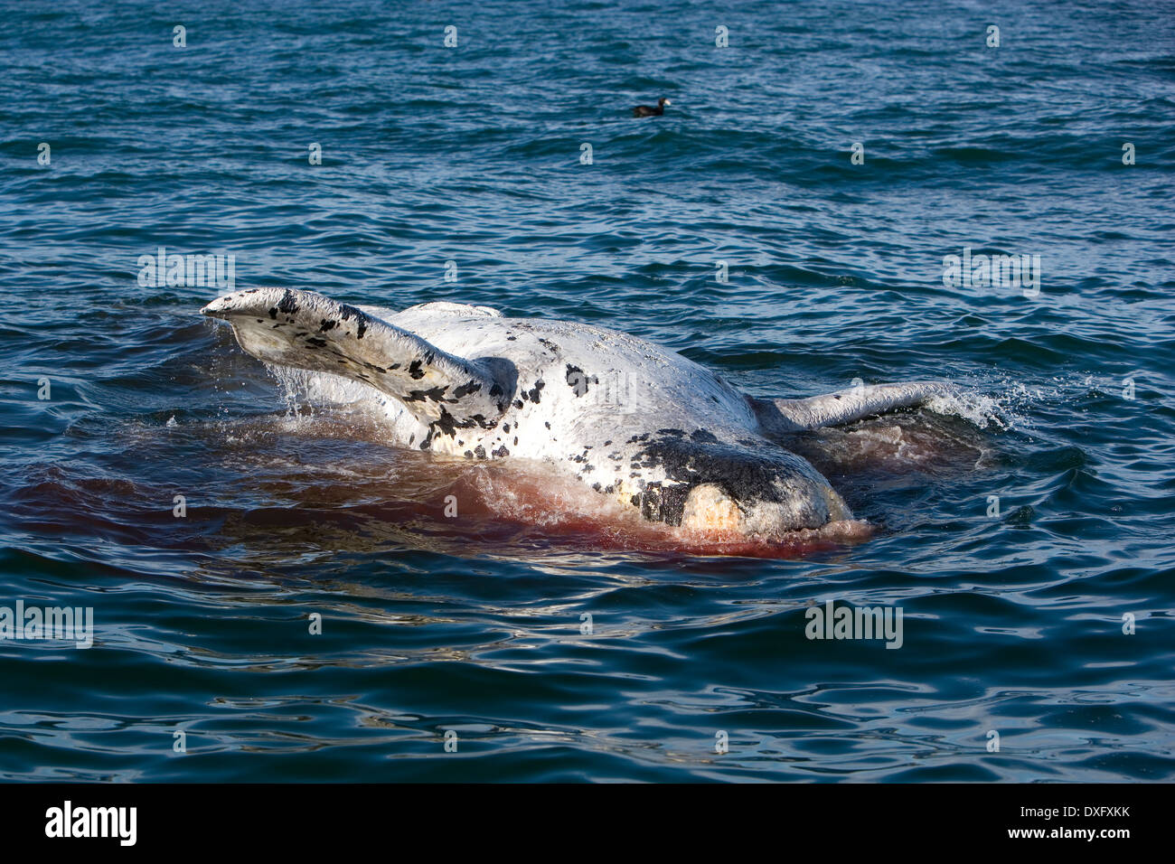 Dead Southern Right Whale galleggianti sulla superficie, Eubalaena australis, Penisola di Valdes, Patagonia, Argentina Foto Stock