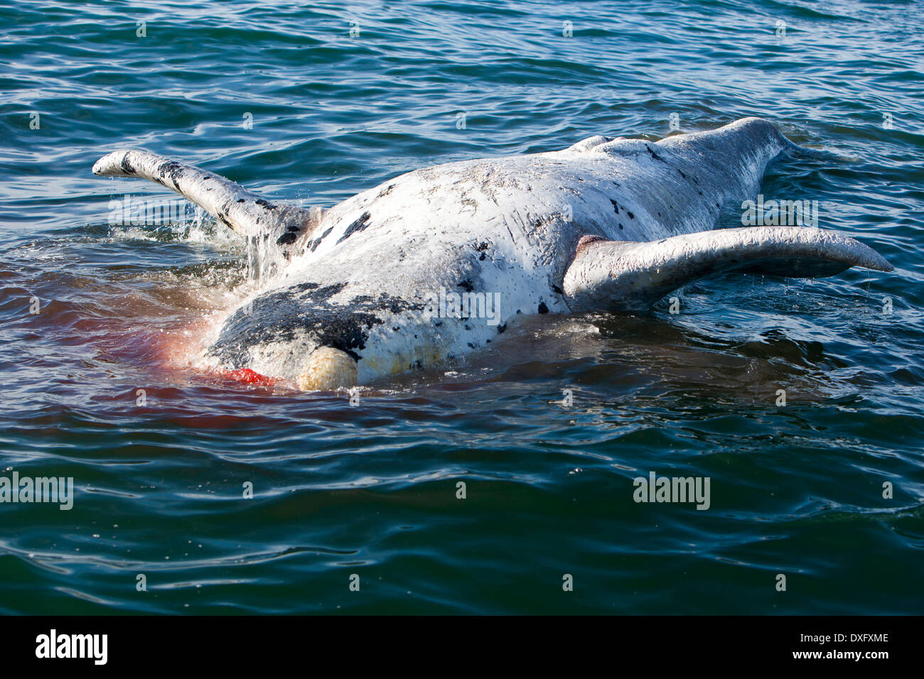 Dead Southern Right Whale galleggianti sulla superficie, Eubalaena australis, Penisola di Valdes, Patagonia, Argentina Foto Stock