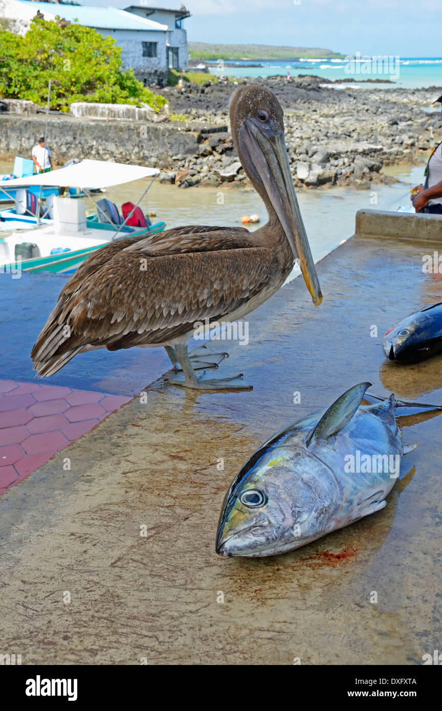 Brown Pelican, Puerto Ayora, Isola di Santa Cruz, Isole Galapagos, Ecuador / (Pelecanus occidentalis) Foto Stock