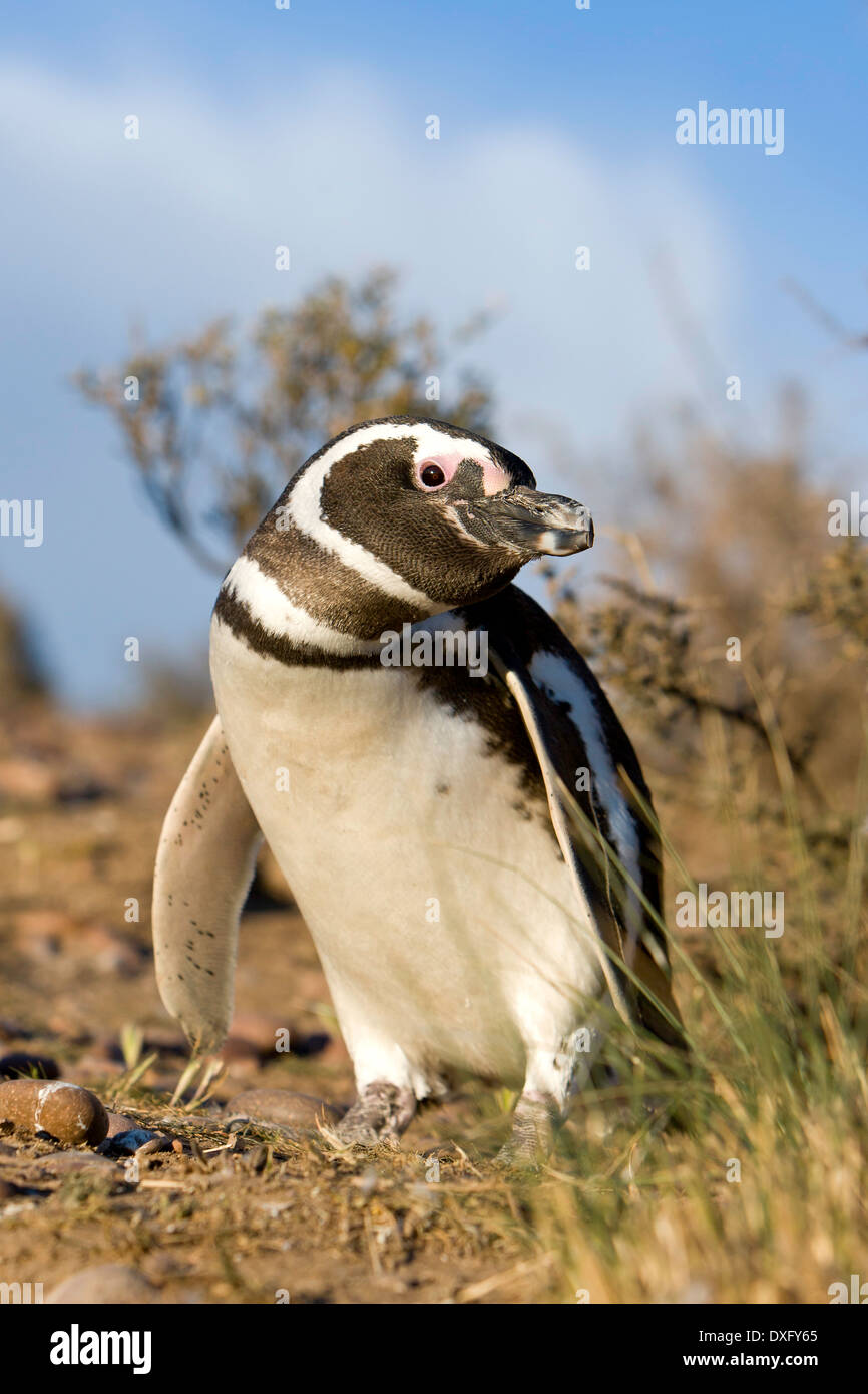 Magellanic Penguin, Spheniscus magellanicus, Penisola di Valdes, Patagonia, Argentina Foto Stock