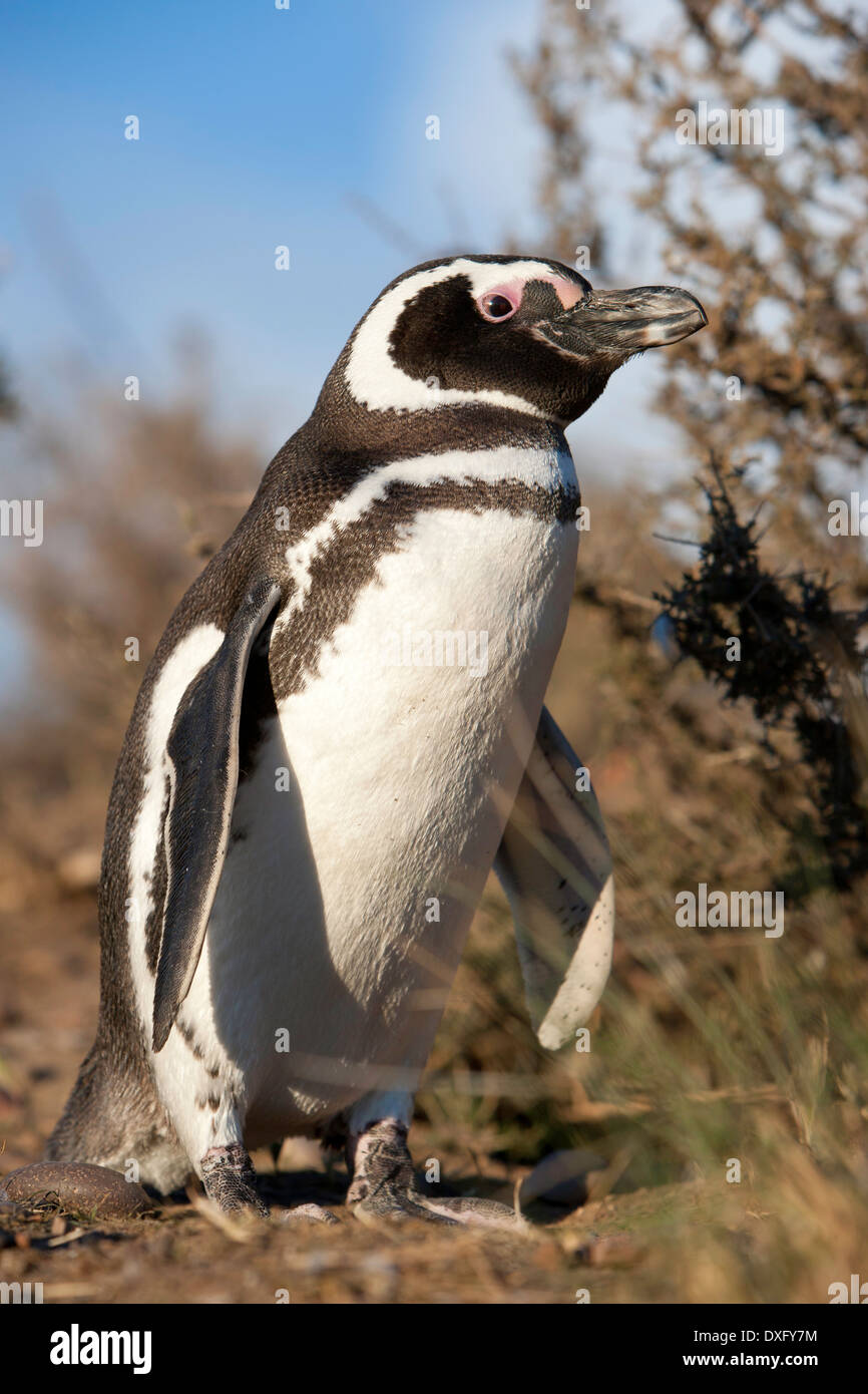 Magellanic Penguin, Spheniscus magellanicus, Penisola di Valdes, Patagonia, Argentina Foto Stock