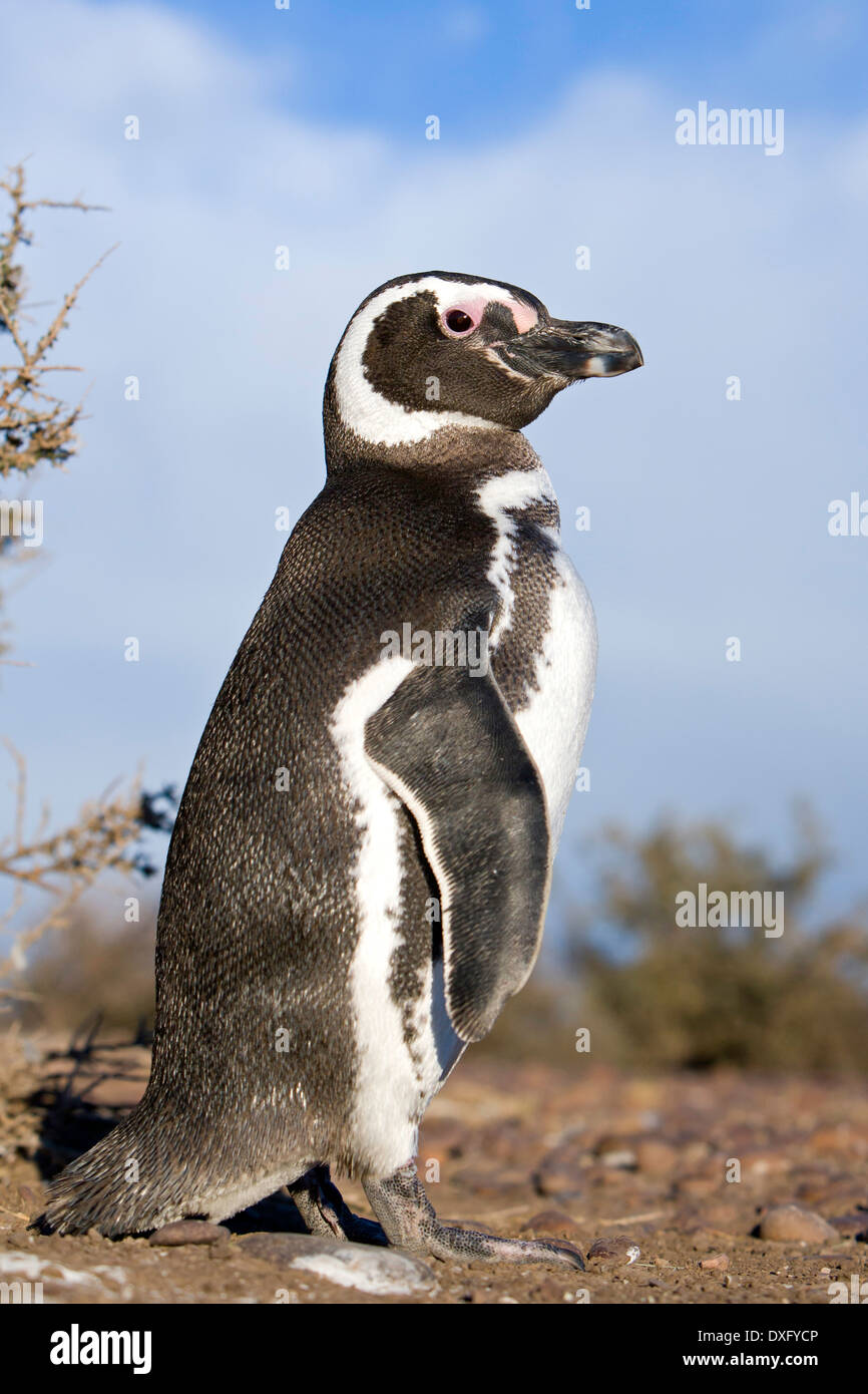 Magellanic Penguin, Spheniscus magellanicus, Penisola di Valdes, Patagonia, Argentina Foto Stock