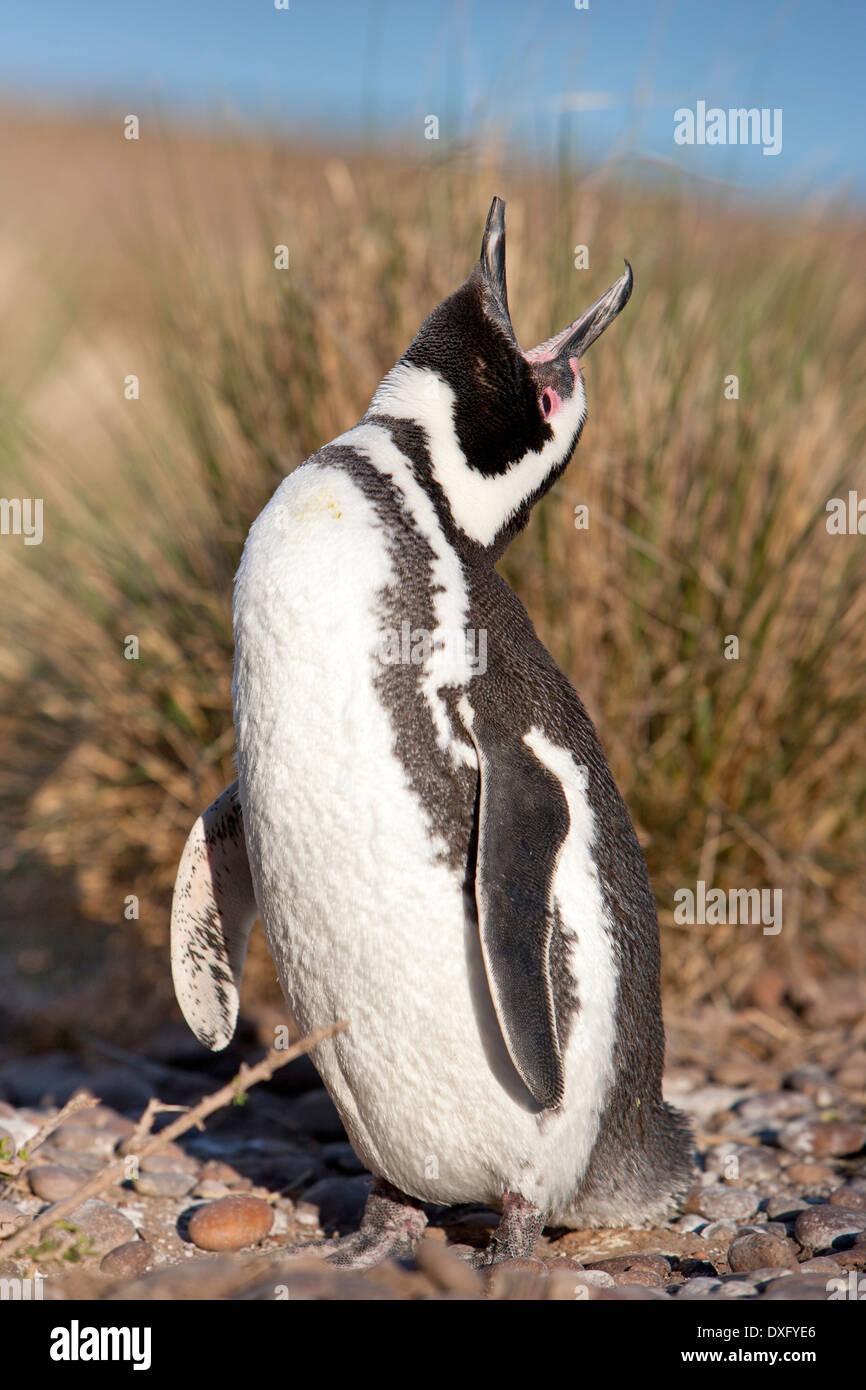 Magellanic Penguin, Spheniscus magellanicus, Penisola di Valdes, Patagonia, Argentina Foto Stock