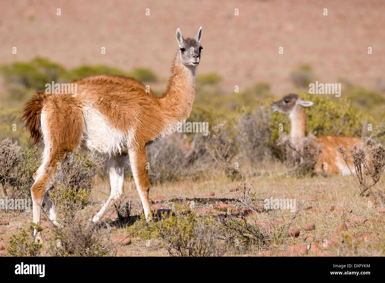 Guanaco Lama, Lama guanicoe, Penisola di Valdes, Patagonia, Argentina Foto  stock - Alamy