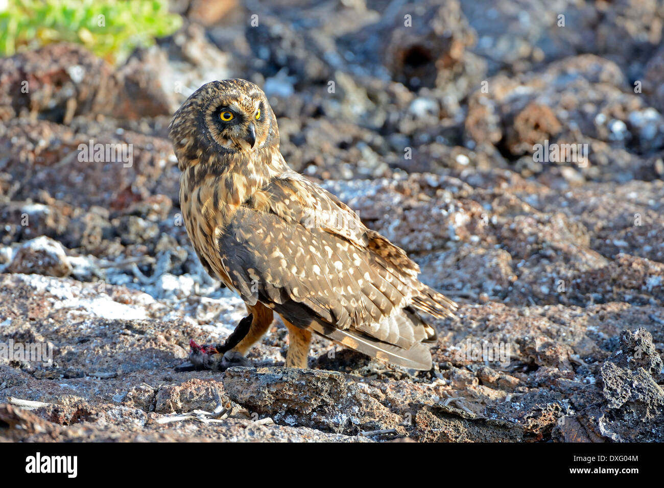 Le Galapagos corto-eared Owl, Genovesa Island, Isole Galapagos, Ecuador / (asio flammeus galapagoensis) Foto Stock