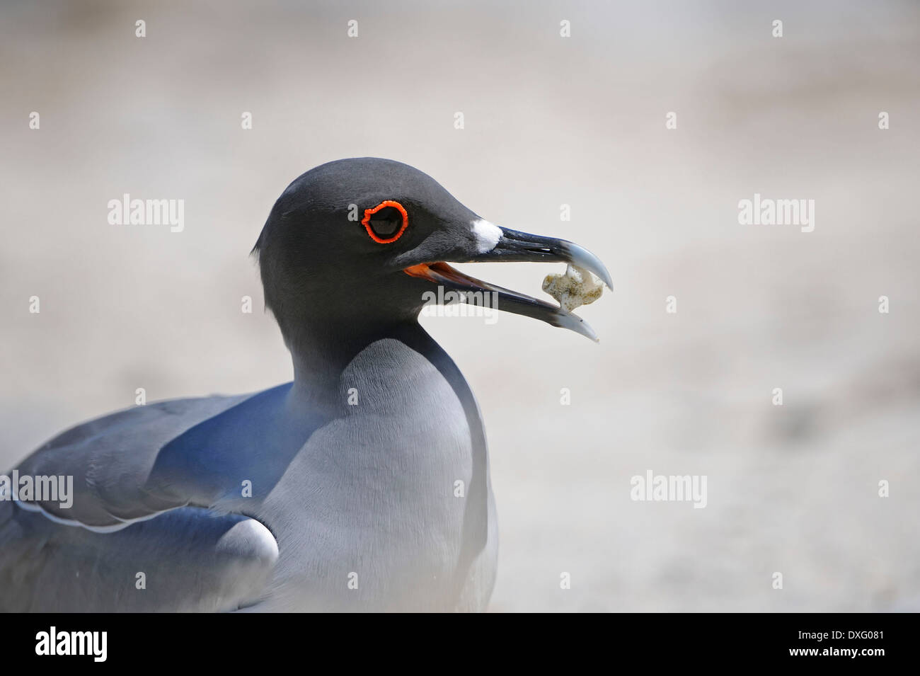 Swallow-tailed Gull la raccolta di materiale di nidificazione, Genovesa Island, Isole Galapagos, Ecuador / (Creagrus furcatus) Foto Stock