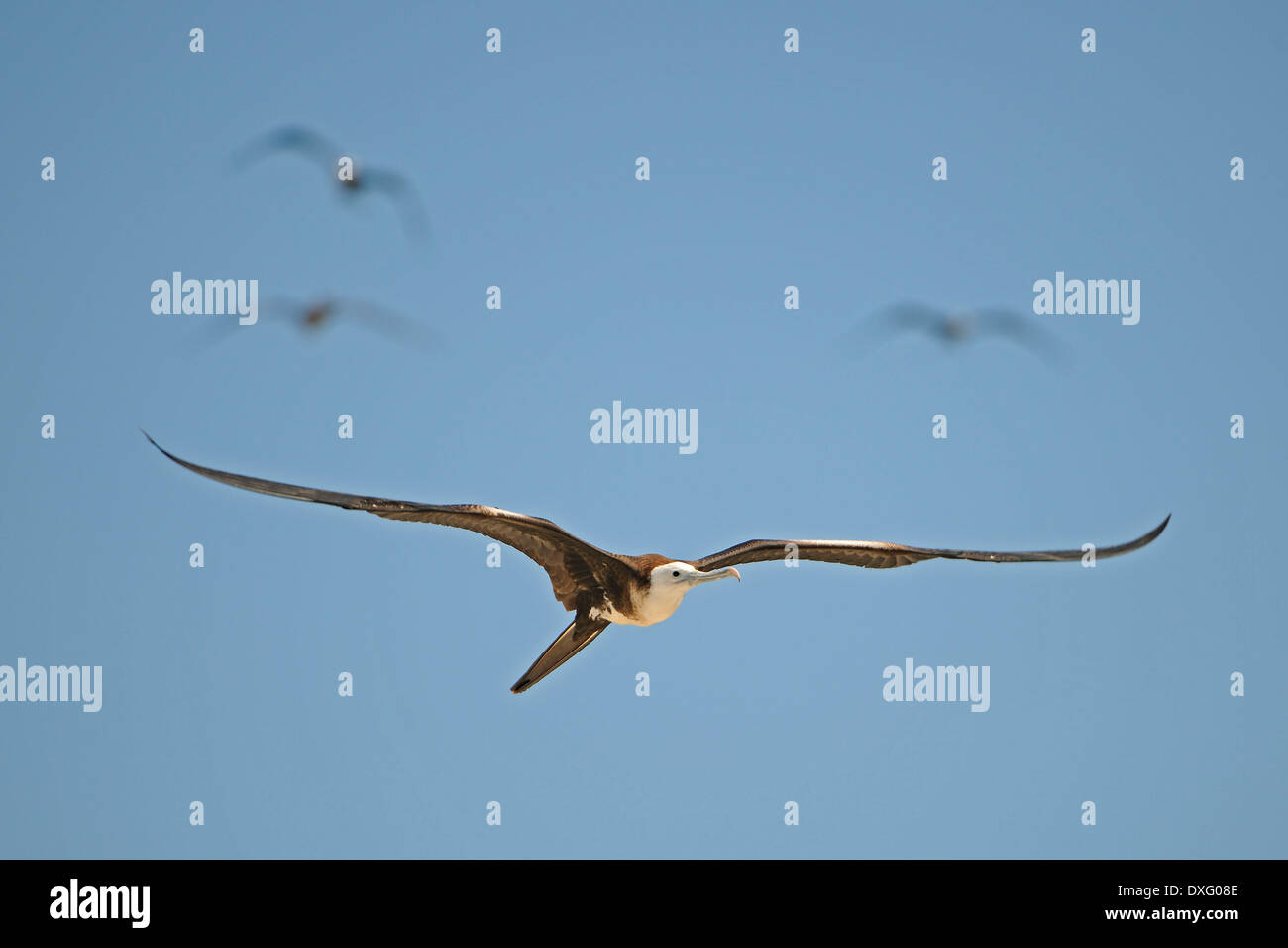 Magnifica Frigatebird, Isola di Santa Cruz, Isole Galapagos, Ecuador / (Fregata magnificens) Foto Stock