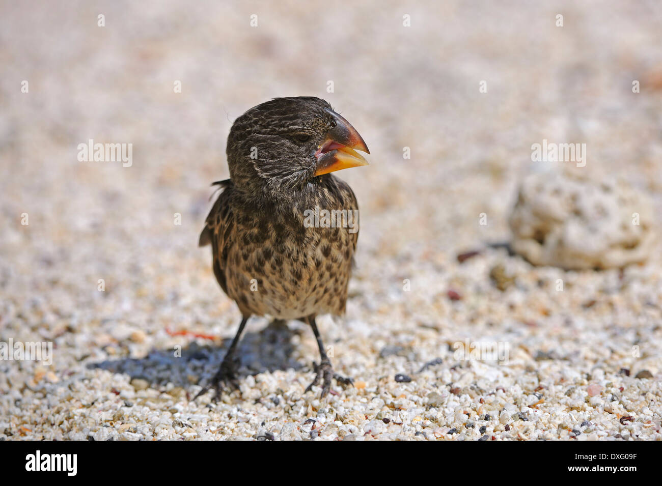 La massa media Finch, Genovesa Island, Isole Galapagos, Ecuador / (Geospiza fortis) / fringuelli Foto Stock