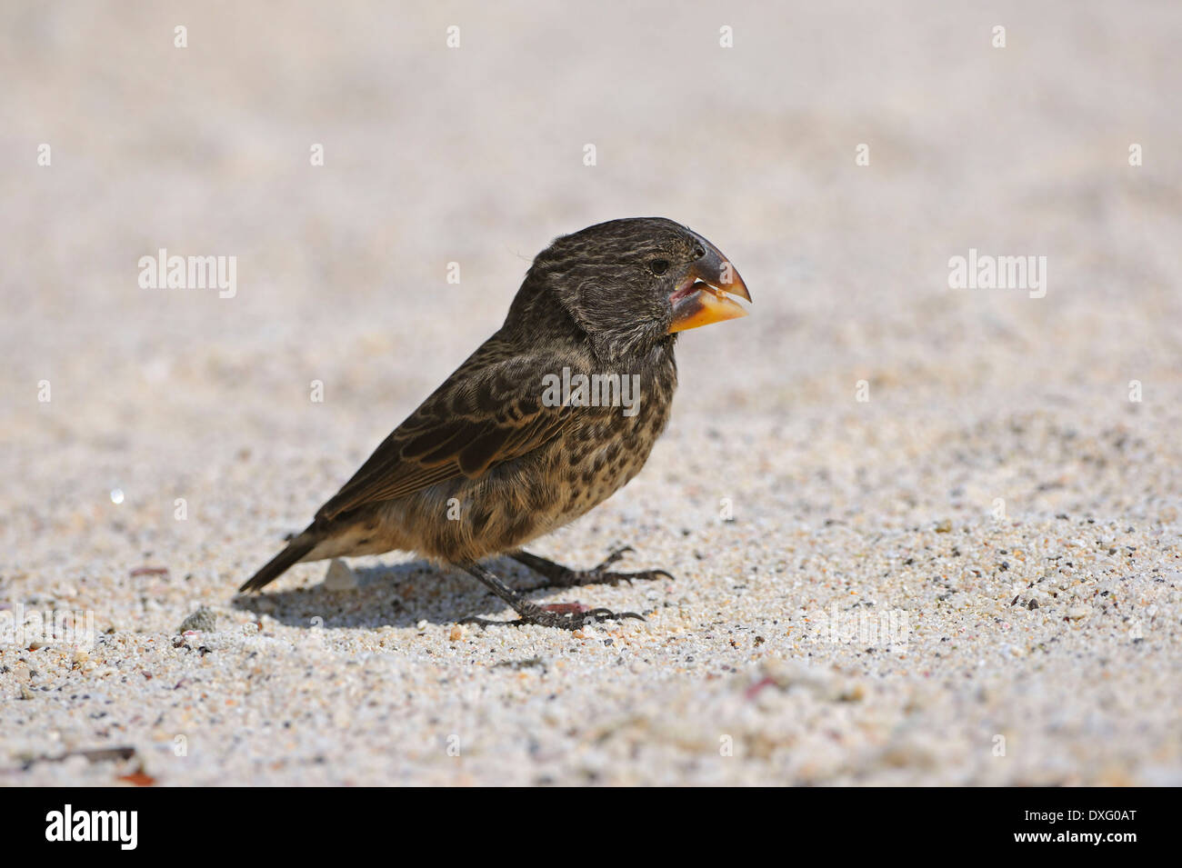 La massa media Finch, Genovesa Island, Isole Galapagos, Ecuador / (Geospiza fortis) / fringuelli Foto Stock