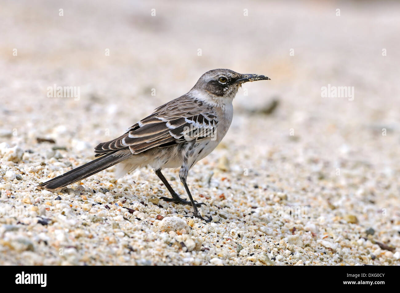 Le Galapagos Mockingbird, Genovesa Island, Isole Galapagos, Ecuador / (Nesomimus parvulus) Foto Stock