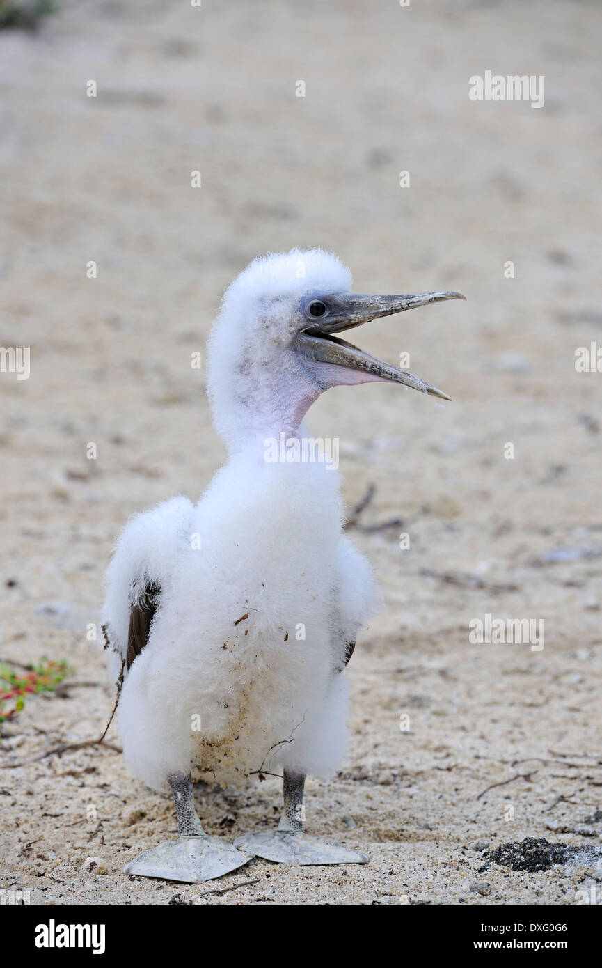 Nazca Booby, pulcino, Genovesa Island, Isole Galapagos, Ecuador / (Sula dactylatra granti) Foto Stock