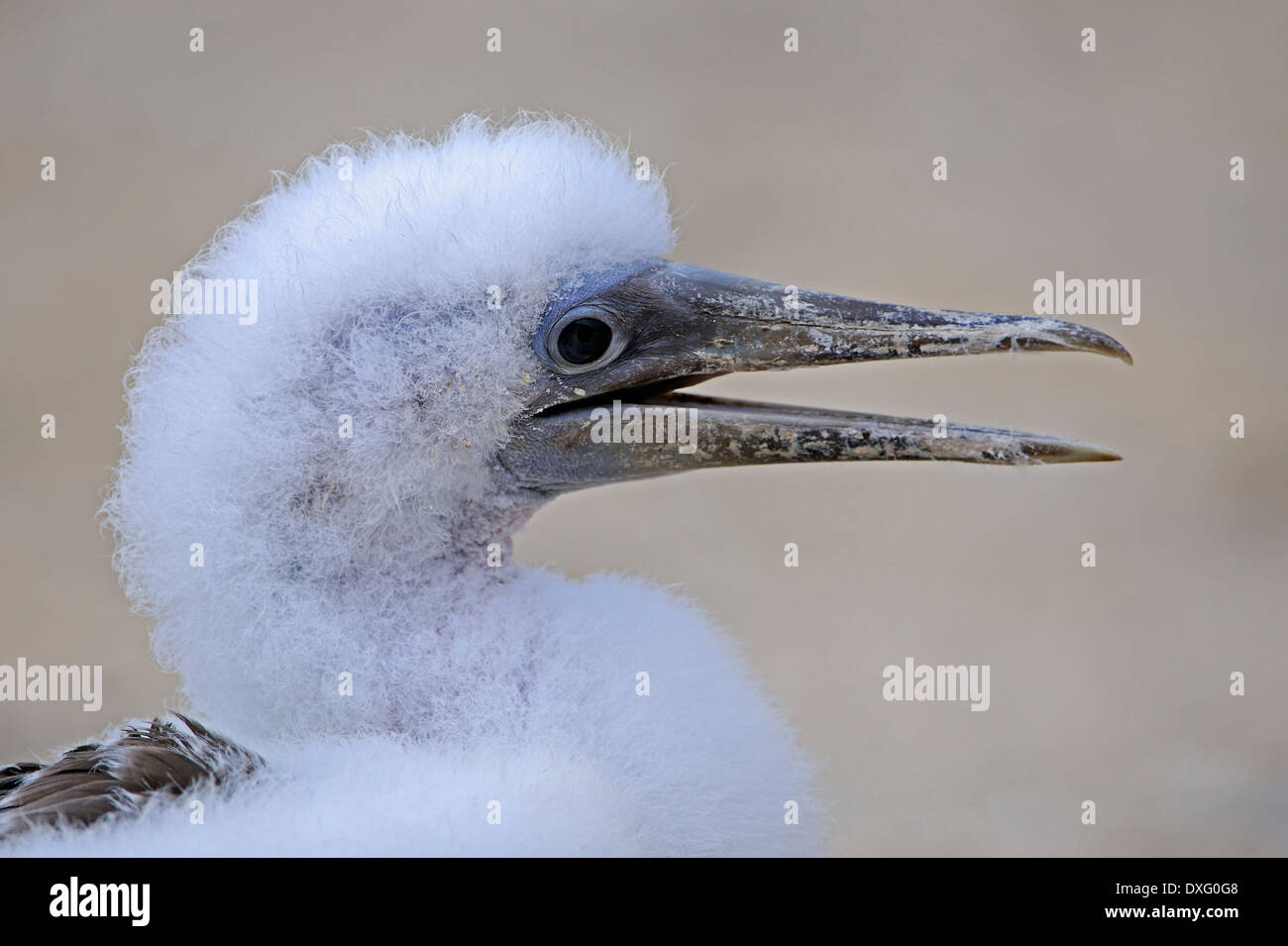 Nazca Booby, pulcino, Genovesa Island, Isole Galapagos, Ecuador / (Sula dactylatra granti) Foto Stock