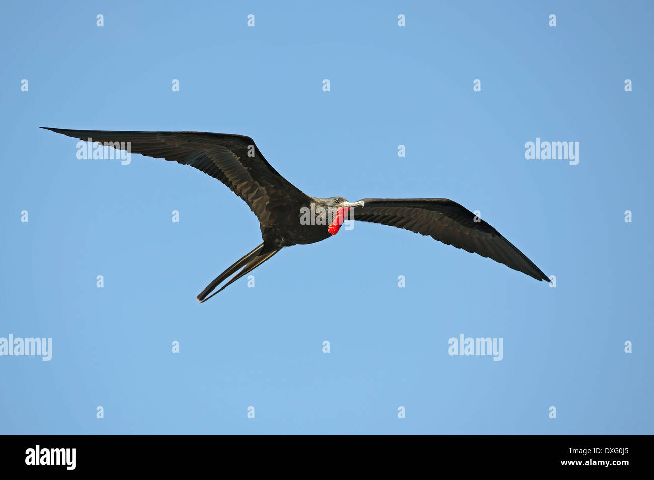 Magnifica Frigatebird, Isola di Santa Cruz, Isole Galapagos, Ecuador / (Fregata magnificens) Foto Stock