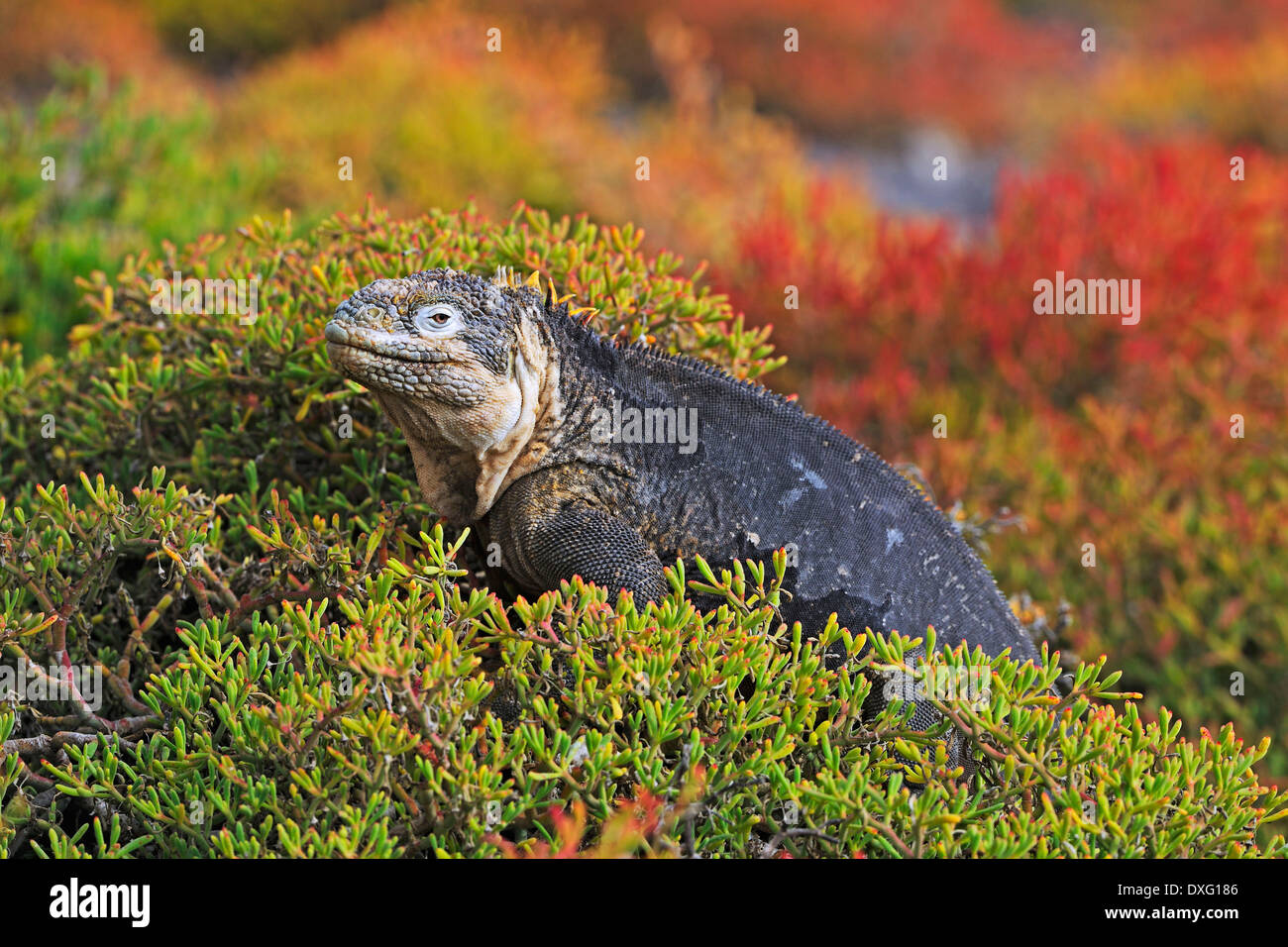 Terra Galapagos Iguana, Plaza Sur Island, Isole Galapagos, Ecuador / (Conolophus subcristatus) Foto Stock