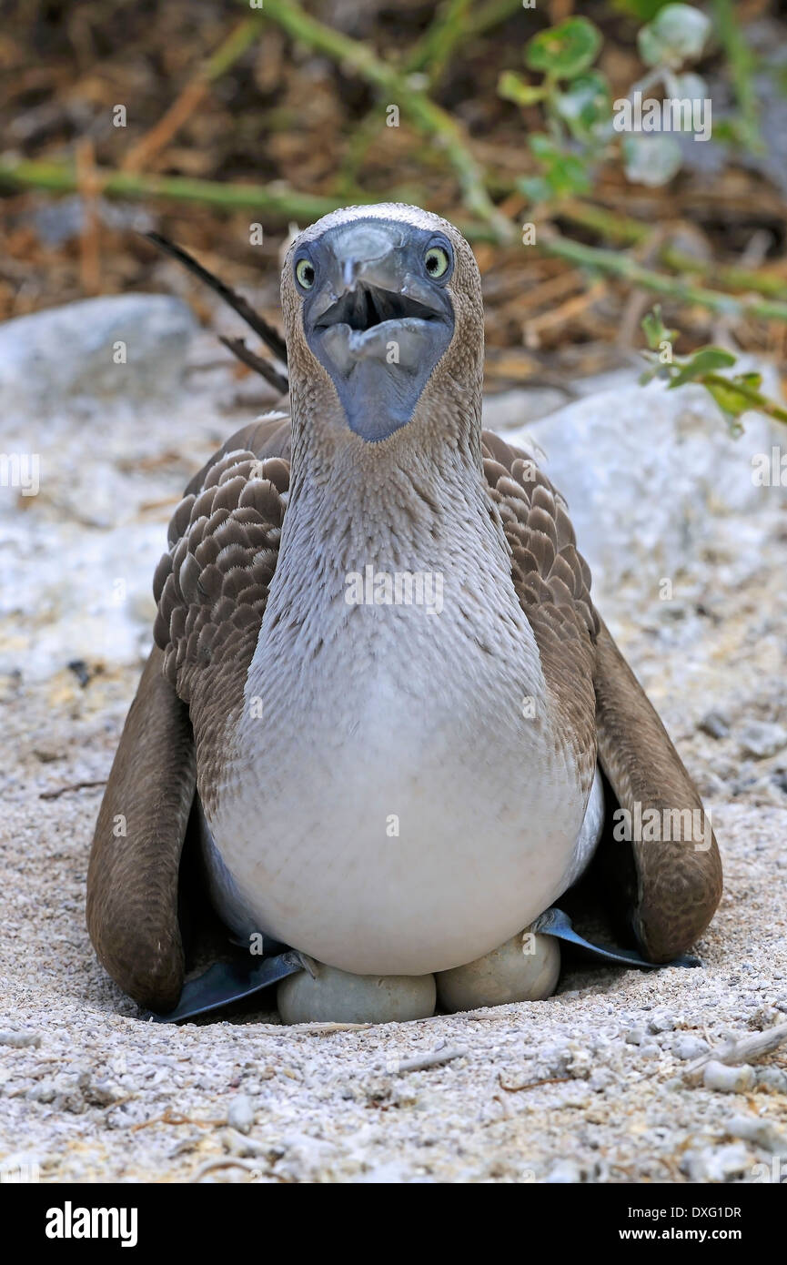 Blu-footed Booby, Isola di Lobos, Isole Galapagos, Ecuador / (Sula nebouxii) Foto Stock