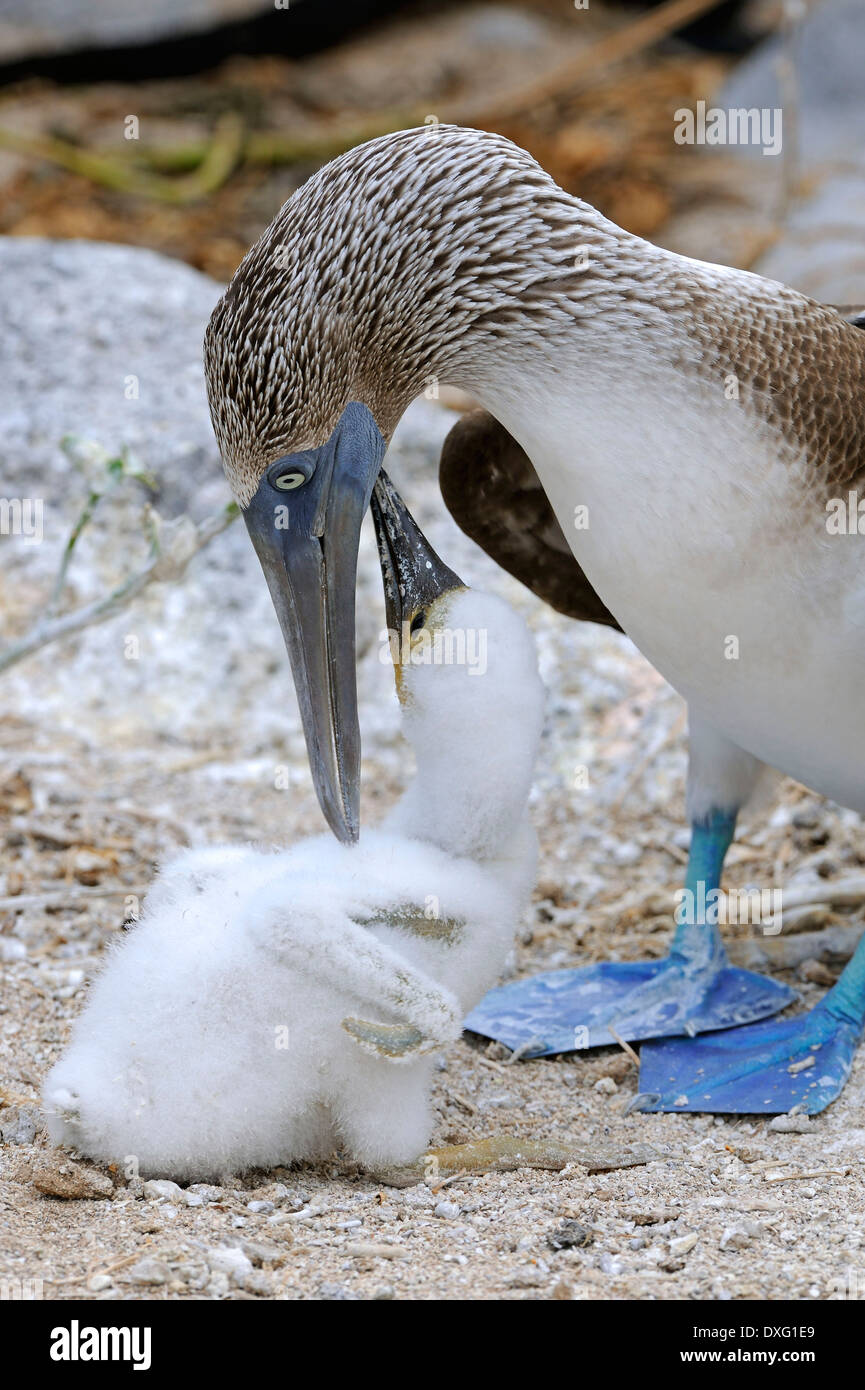 Blu-footed Booby con pulcino, Isola di Lobos, Isole Galapagos, Ecuador / (Sula nebouxii) Foto Stock