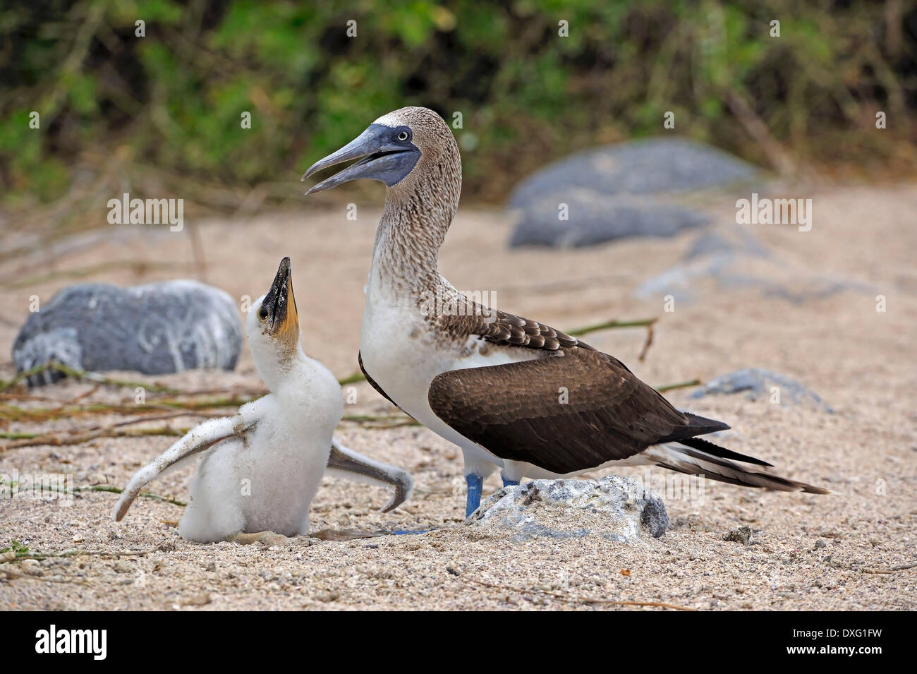 Blu-footed Booby con pulcino, Isola di Lobos, Isole Galapagos, Ecuador / (Sula nebouxii) Foto Stock
