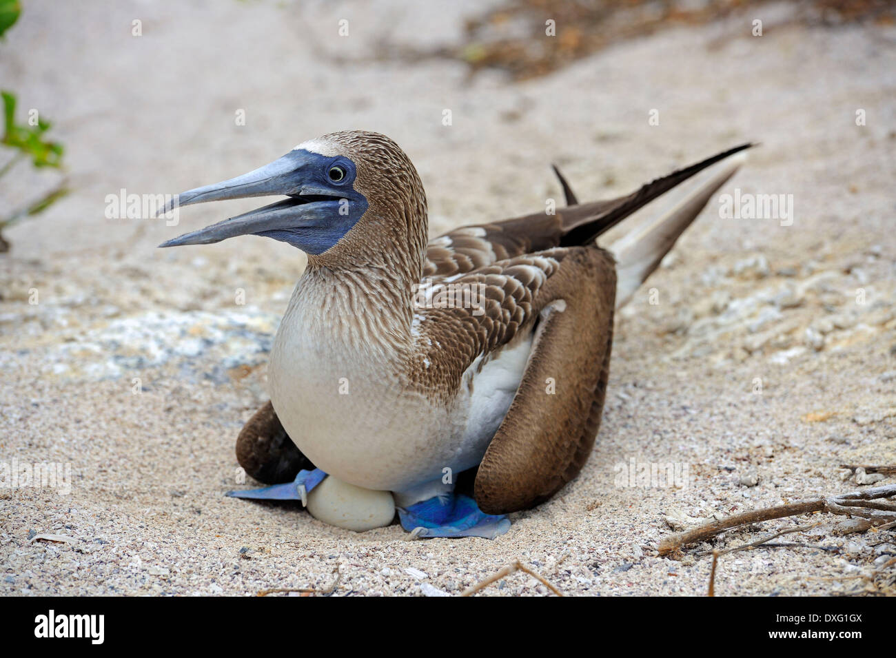Blu-footed Booby, Isola di Lobos, Isole Galapagos, Ecuador / (Sula nebouxii) Foto Stock