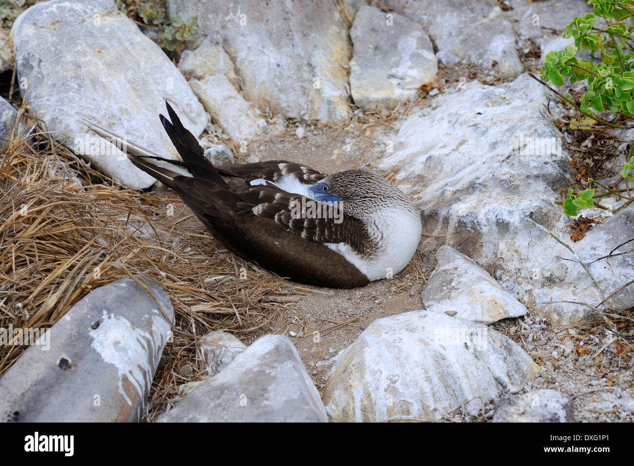 Blu-footed Booby, Cappa isola, isole Galapagos, Ecuador / (Sula nebouxii) / Espanola Foto Stock
