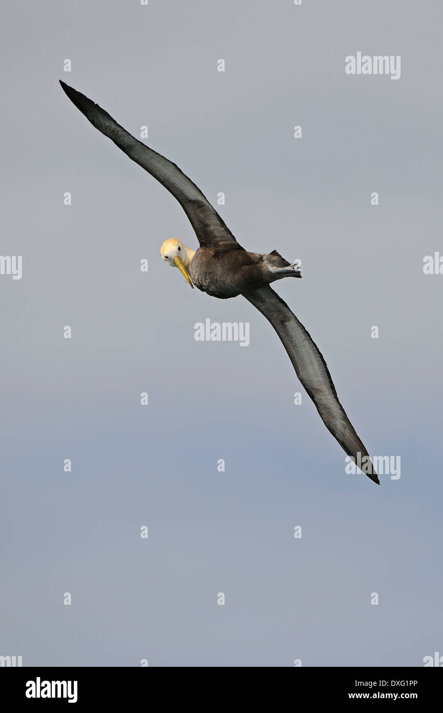 Sventolato Albatross, Cappa isola, isole Galapagos, Ecuador / (Diomedea irrorata) / Espanola Foto Stock