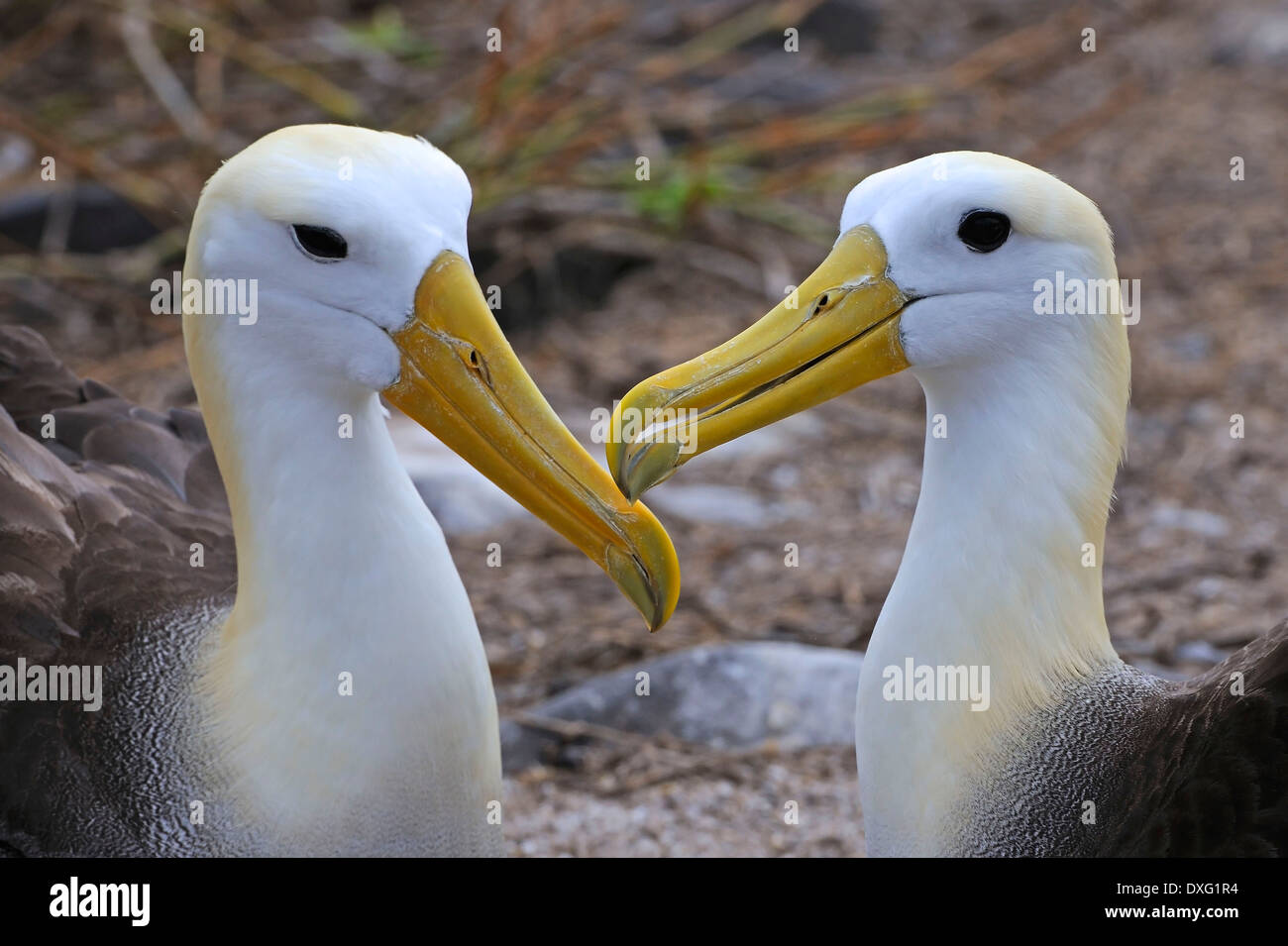 Sventolato albatri, Cappa isola, isole Galapagos, Ecuador / (Diomedea irrorata) / Espanola Foto Stock