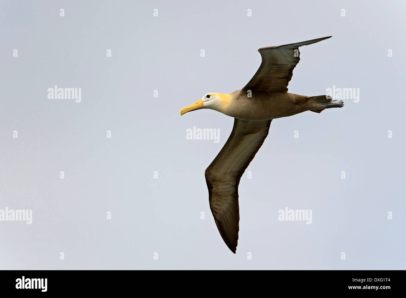 Sventolato Albatross, Cappa isola, isole Galapagos, Ecuador / (Diomedea irrorata) / Espanola Foto Stock
