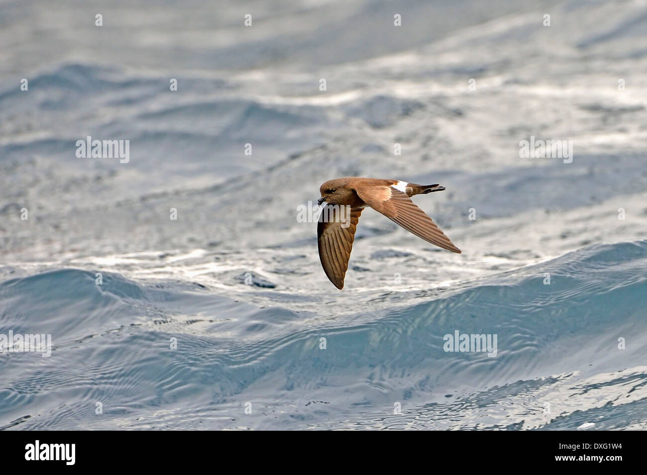 Cuneo-rumped Storm Petrel, isola Floreana, Isole Galapagos, Ecuador / (Oceanodroma tetide) / Galapagos Storm Petrel Foto Stock