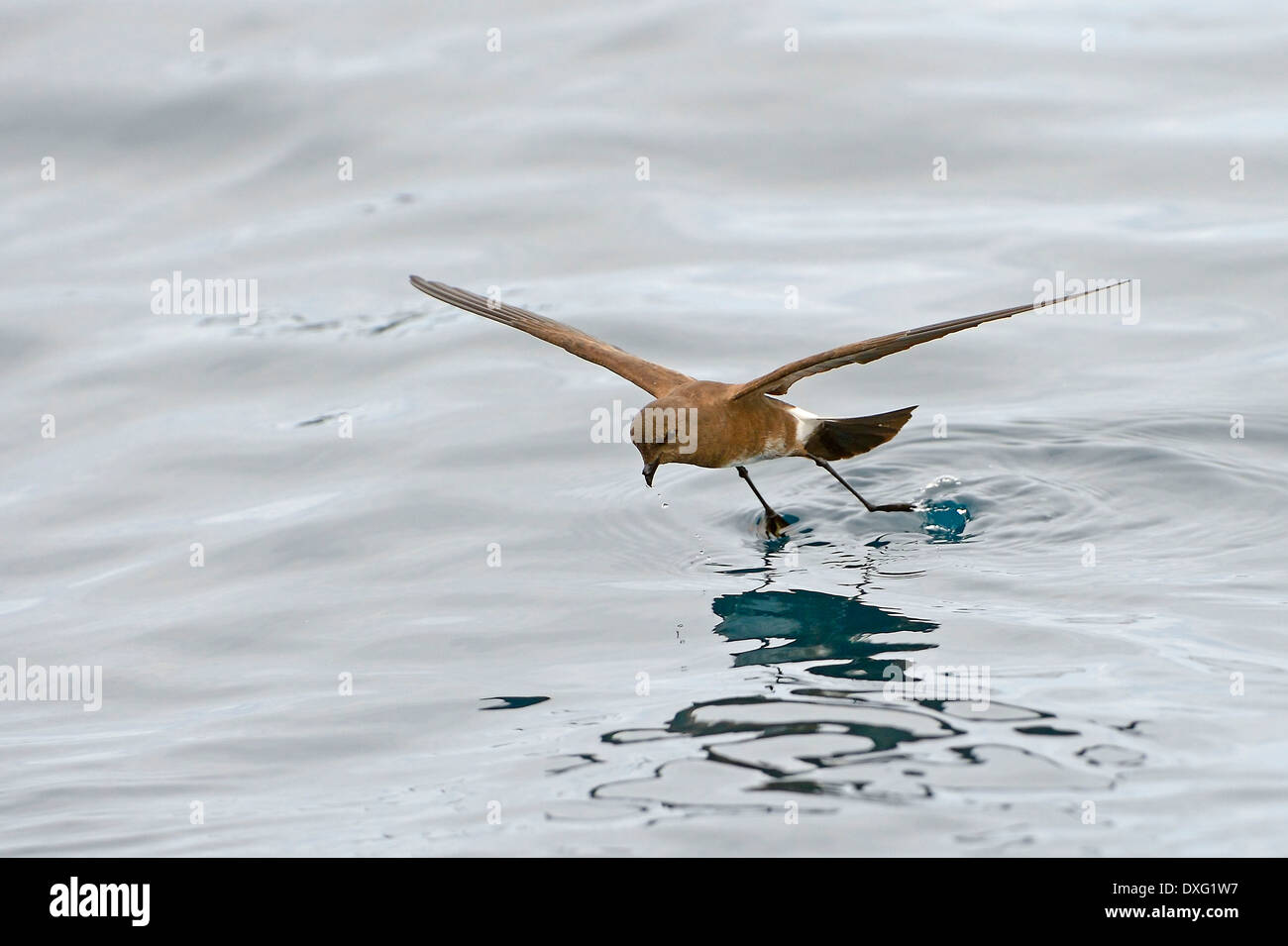 Cuneo-rumped Storm Petrel, isola Floreana, Isole Galapagos, Ecuador / (Oceanodroma tetide) / Galapagos Storm Petrel Foto Stock