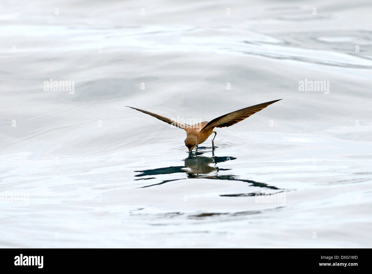 Cuneo-rumped Storm Petrel, isola Floreana, Isole Galapagos, Ecuador / (Oceanodroma tetide) / Galapagos Storm Petrel Foto Stock