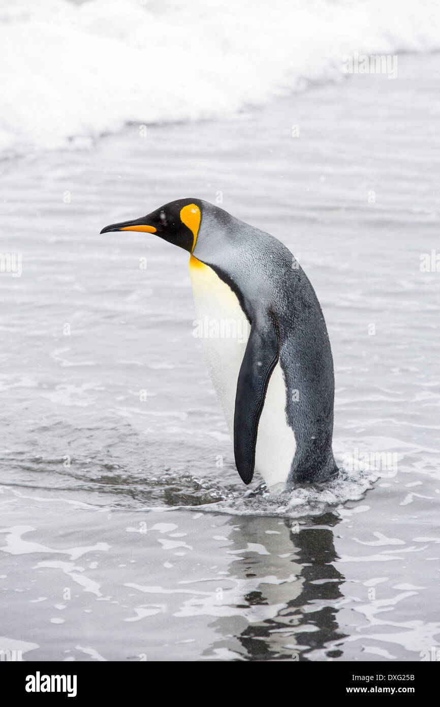 Un pinguino reale voce fuori in mare dal mondo della seconda più grande re colonia di pinguini sulla Piana di Salisbury, Georgia del Sud Foto Stock