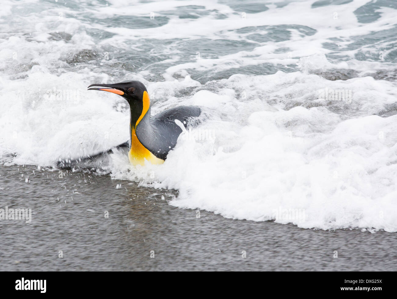 Re pinguini emege da un viaggio di pesca fuori per vedere sulla spiaggia nel mondo secondo re più grande colonia di pinguini in Salisbury Foto Stock