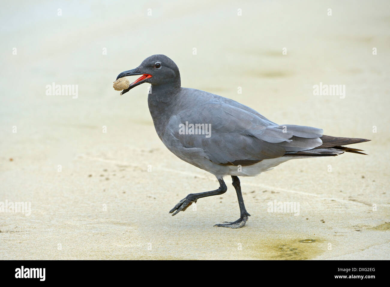 Gabbiano di lava, Isola di Isabela, Isole Galapagos, Ecuador / (Larus fuliginosus) Foto Stock