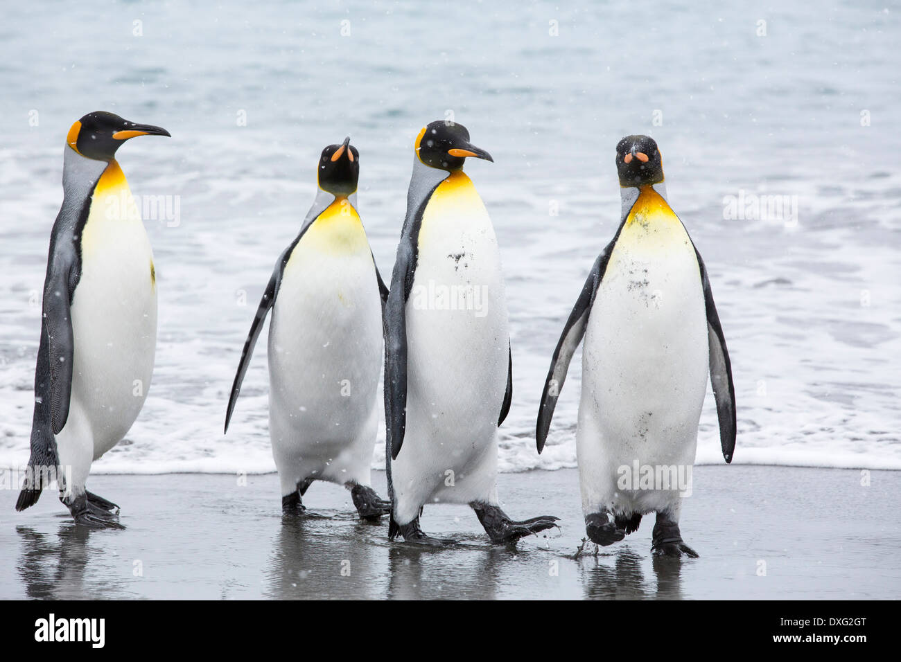 Re pinguini emege da un viaggio di pesca fuori per vedere sulla spiaggia nel mondo secondo re più grande colonia di pinguini sulla Piana di Salisbury, Georgia del Sud, Oceano Meridionale. Foto Stock
