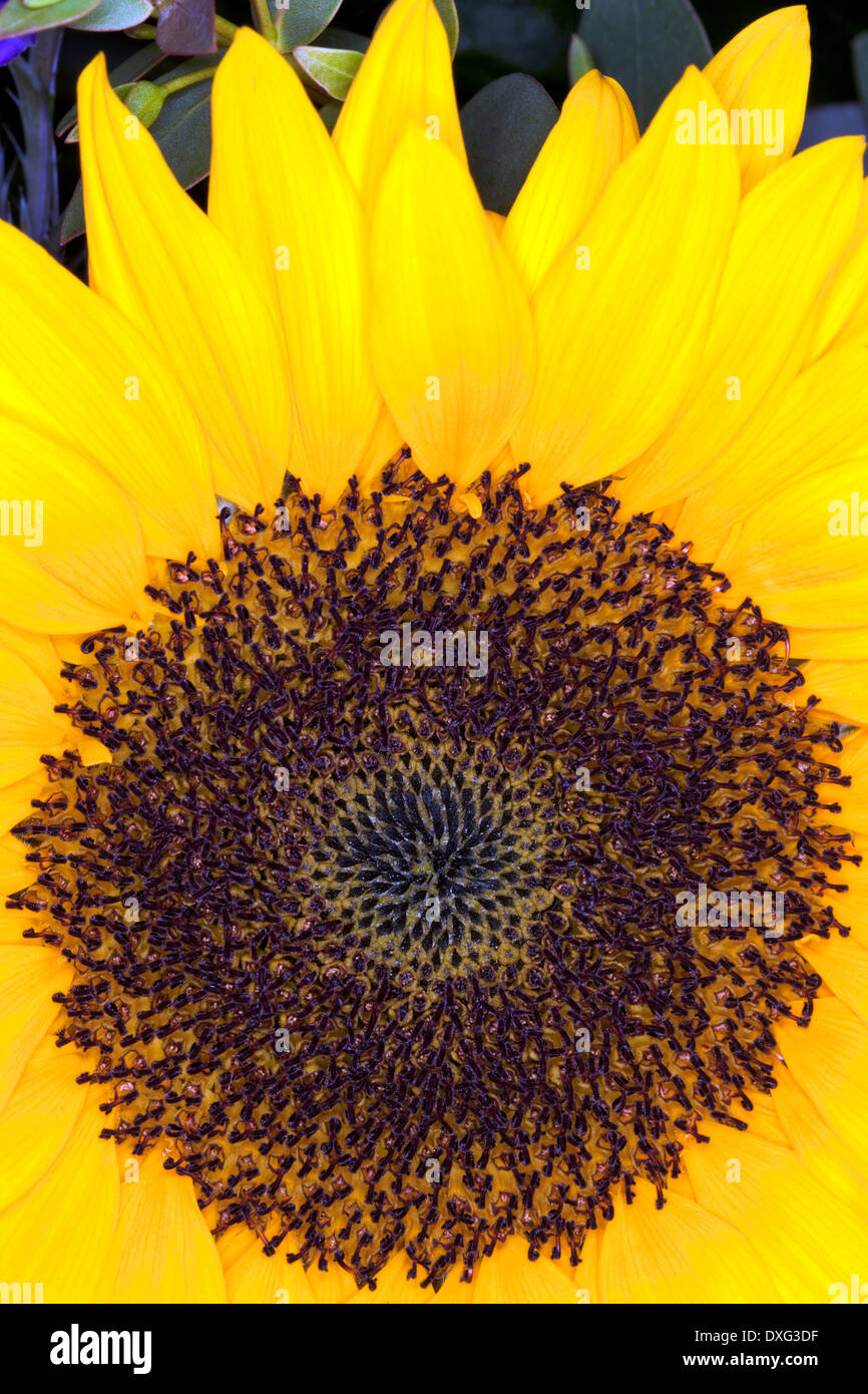 Sun Flower (Helianthus annuus). Foto Stock