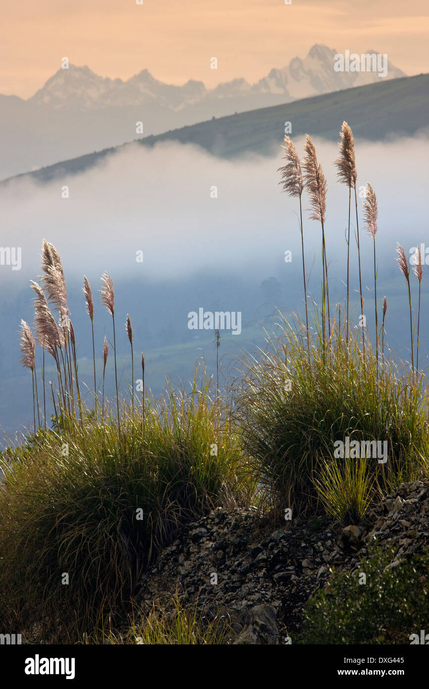 Pampa erba vicino al vulcano altare nelle montagne delle Ande in Ecuador Foto Stock