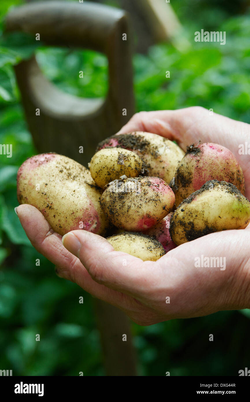 L uomo lo scavo fino le patate in un Orto Foto Stock