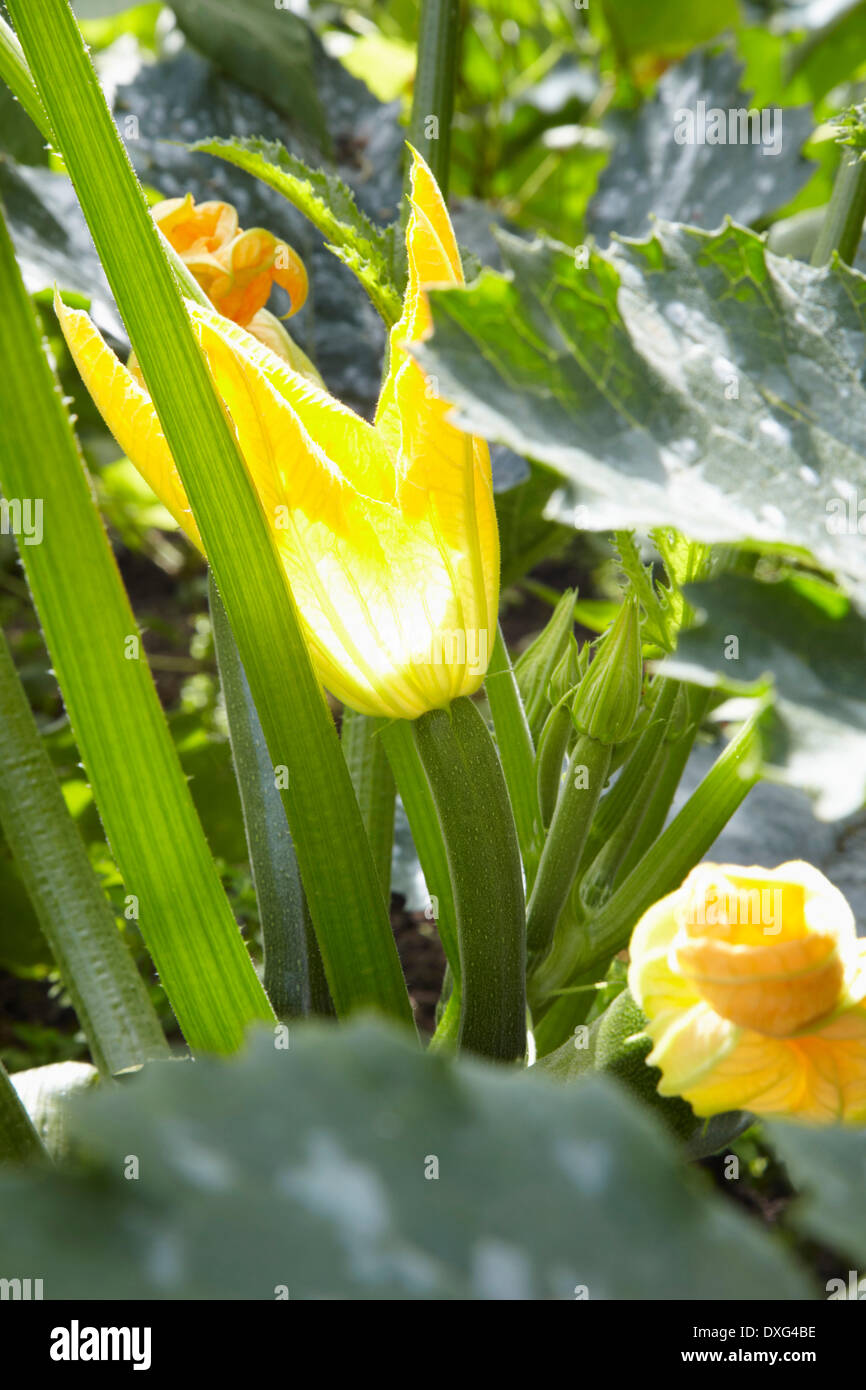 La zucchina crescente in un orto con fiore Foto Stock
