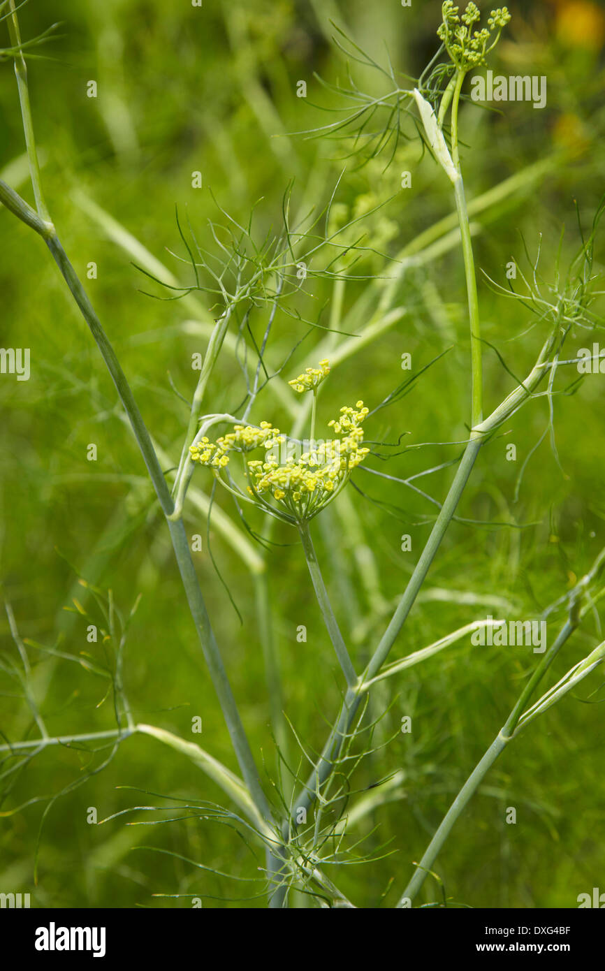 Il finocchio cresce in un orto con fiore Foto Stock